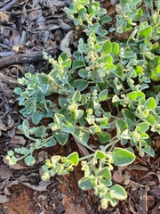 Chenopodium desertorum