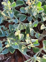 Chenopodium desertorum