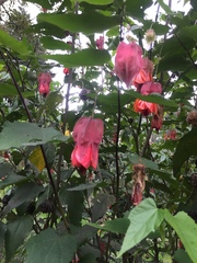 Callianthe megapotamica