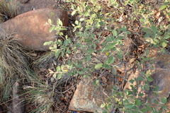Grewia rogersii