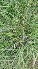 Carex triquetra