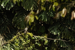 Turdus rufiventris