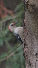 Melanerpes carolinus