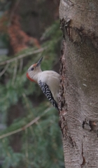 Melanerpes carolinus