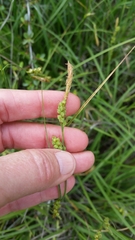 Carex triquetra