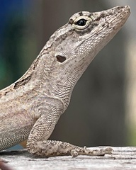 Anolis sagrei sagrei