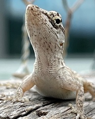 Anolis sagrei sagrei