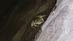 Pelophylax perezi