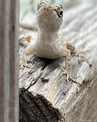 Anolis sagrei sagrei