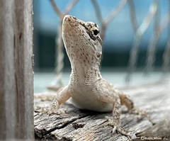 Anolis sagrei sagrei