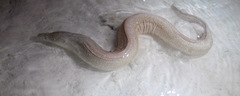 Gymnothorax pictus
