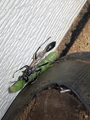 Eremnophila aureonotata