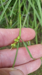 Carex triquetra