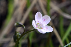 Claytonia rosea