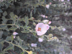 Sphaeralcea chenopodifolia