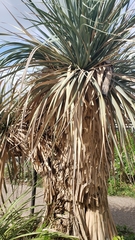 Nolineae