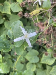 Clematis flammula