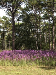 Carphephorus paniculatus
