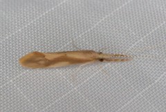 Triaenodes marginatus