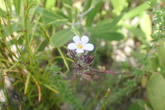 Chaenostoma campanulatum