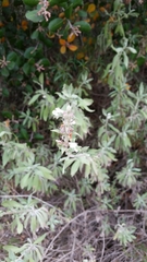 Salvia apiana × mellifera