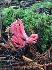 Ramaria araiospora