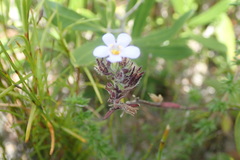 Chaenostoma campanulatum