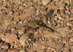 Erpetogomphus crotalinus