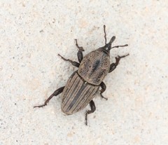 Sphenophorus compressirostris