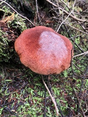 Aureoboletus mirabilis