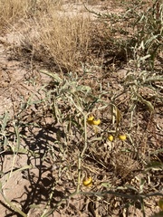 Solanum elaeagnifolium