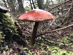Aureoboletus mirabilis