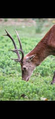 Cervus elaphus italicus