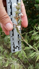 Salvia apiana × mellifera