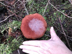 Aureoboletus mirabilis
