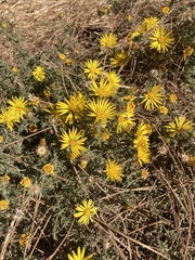 Xanthisma spinulosum