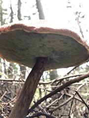 Aureoboletus mirabilis