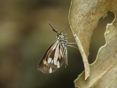 Drymoea