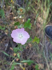 Sidalcea malviflora