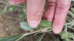 Salvia apiana × mellifera