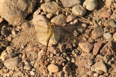 Erpetogomphus crotalinus