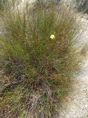 Crocanthemum scoparium