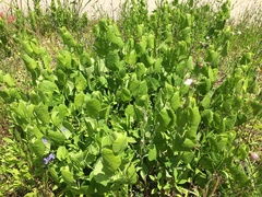 Malvaviscus arboreus drummondii