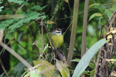Poecilotriccus ruficeps