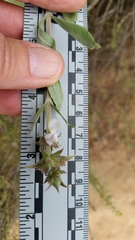 Salvia apiana × mellifera