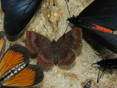 Detritivora gynaea
