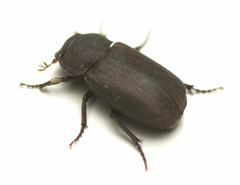 Maechidius