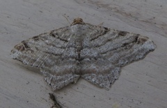 Macaria multilineata