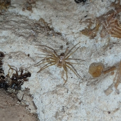 Araneae
