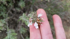 Salvia apiana × mellifera